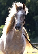 Hamil Titelbild