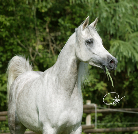 Sharina